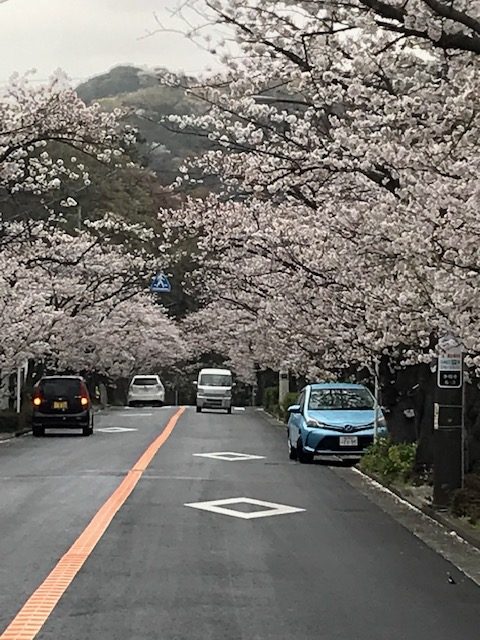 鎌倉逗子ハイランドの桜が満開です もり功一 公式ホームページ